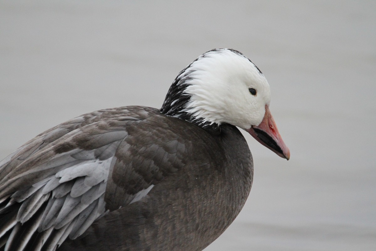 Ánsar Nival - ML646561259