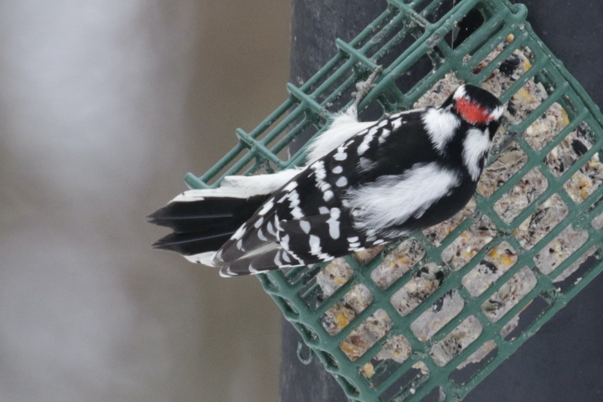 Downy Woodpecker - ML646561260
