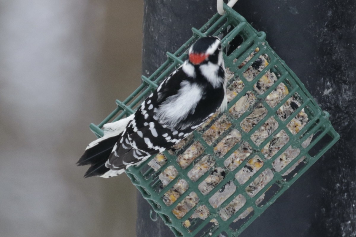 Downy Woodpecker - ML646561261
