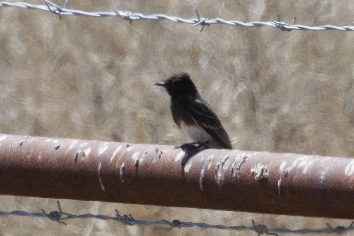 Black Phoebe - ML646561262
