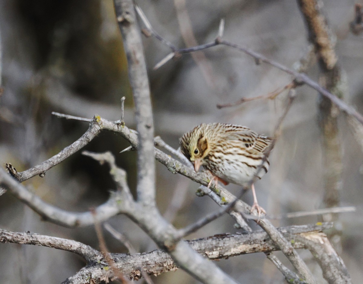 Savannah Sparrow - ML646561263