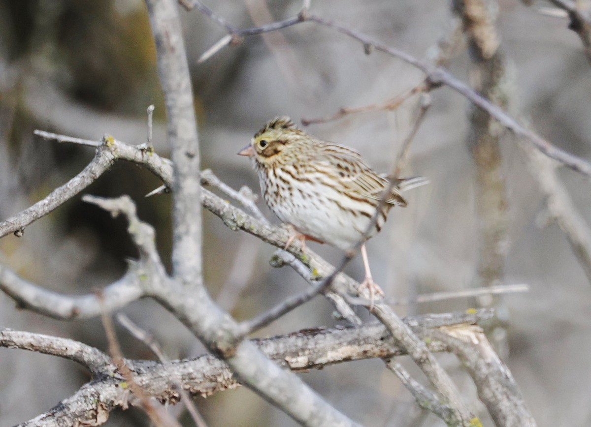 Savannah Sparrow - ML646561264