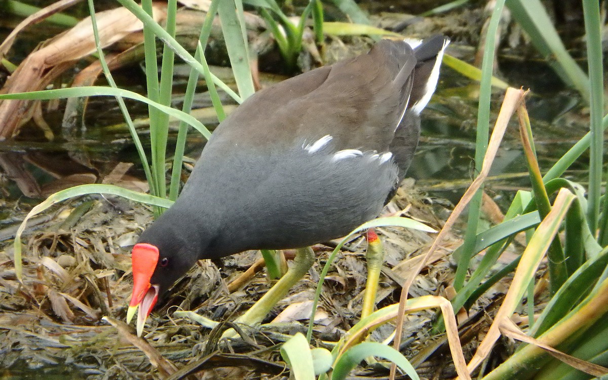 Common Gallinule - ML646561265