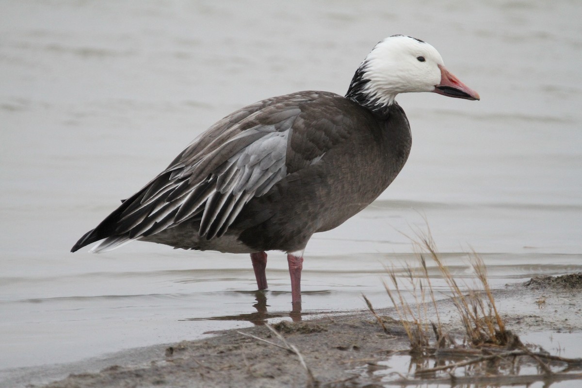 Ánsar Nival - ML646561266