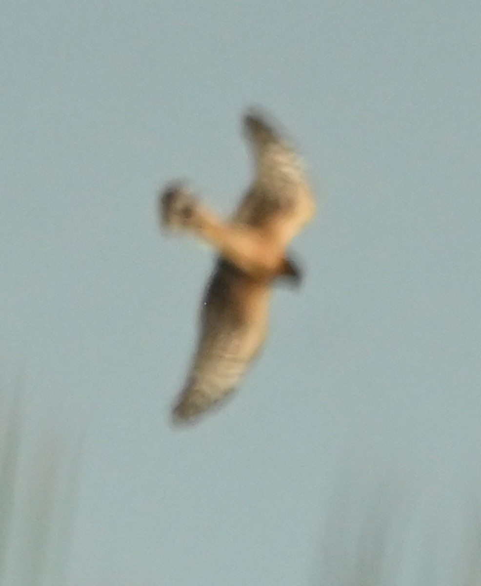 Northern Harrier - ML646561268