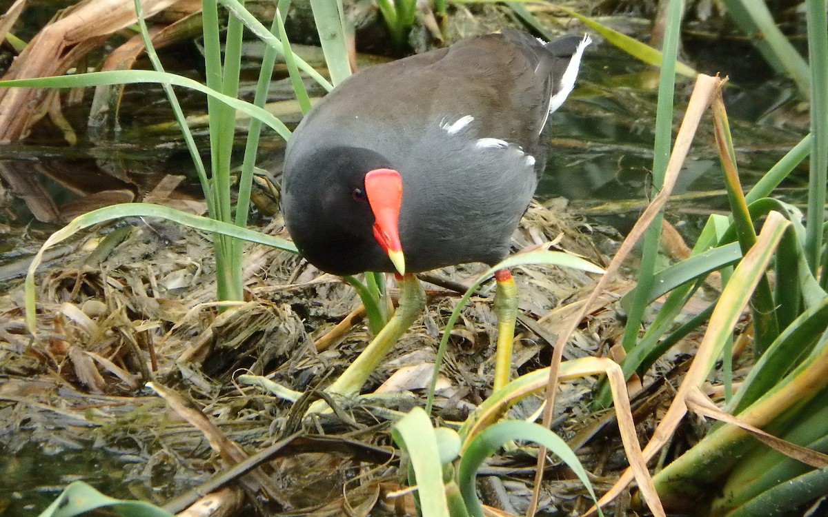 Common Gallinule - ML646561270