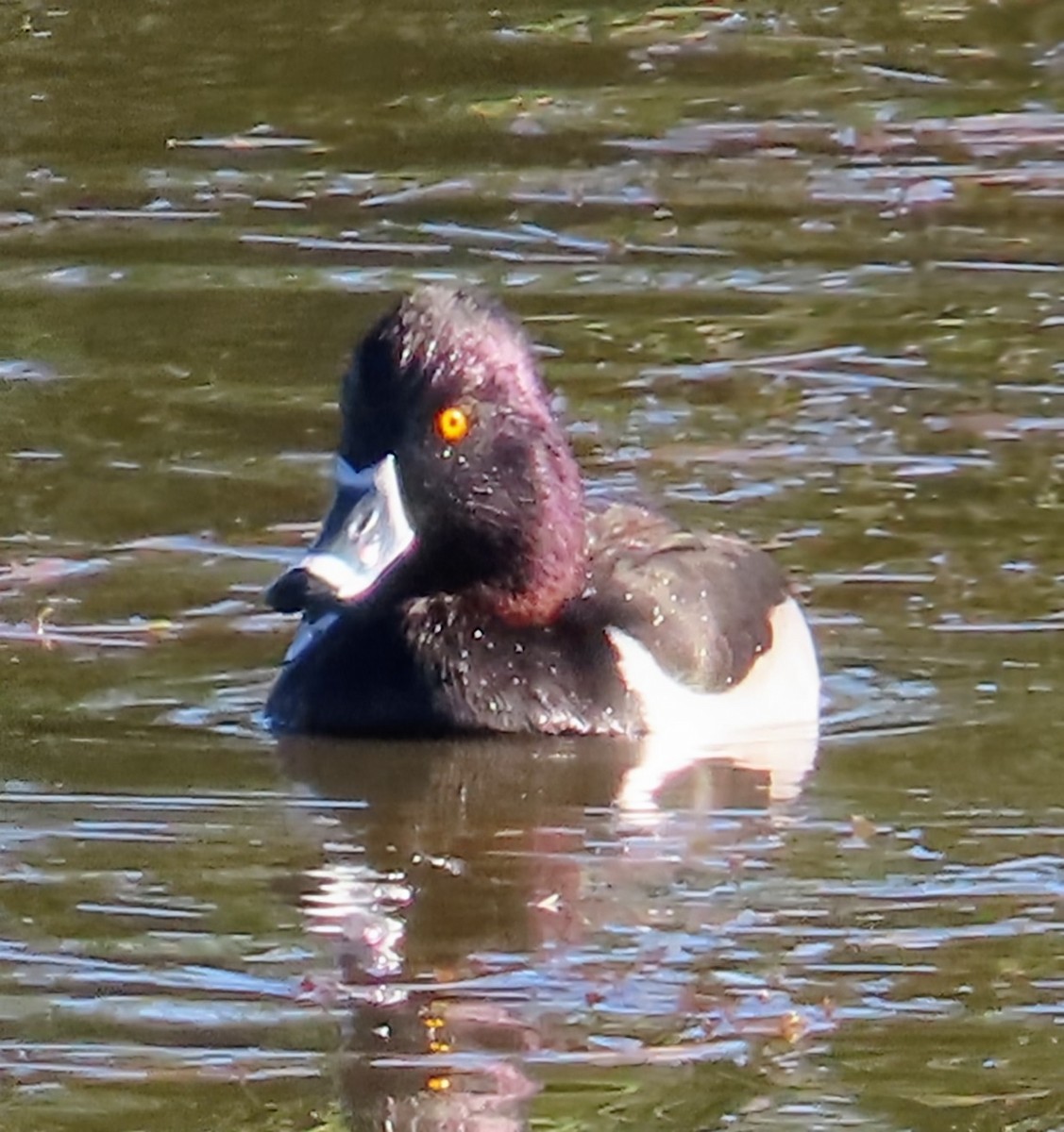 Ring-necked Duck - ML646561271