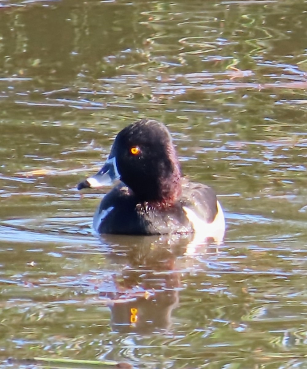 Ring-necked Duck - ML646561272