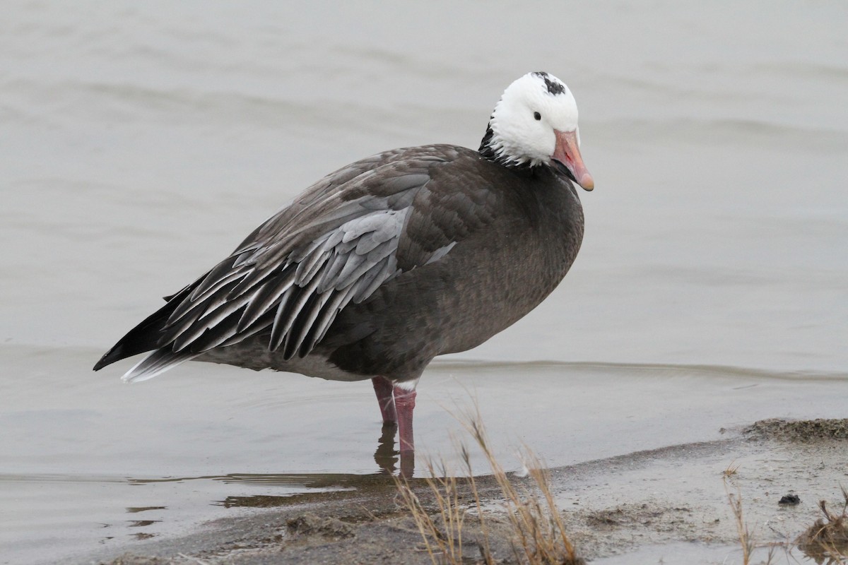 Ánsar Nival - ML646561274