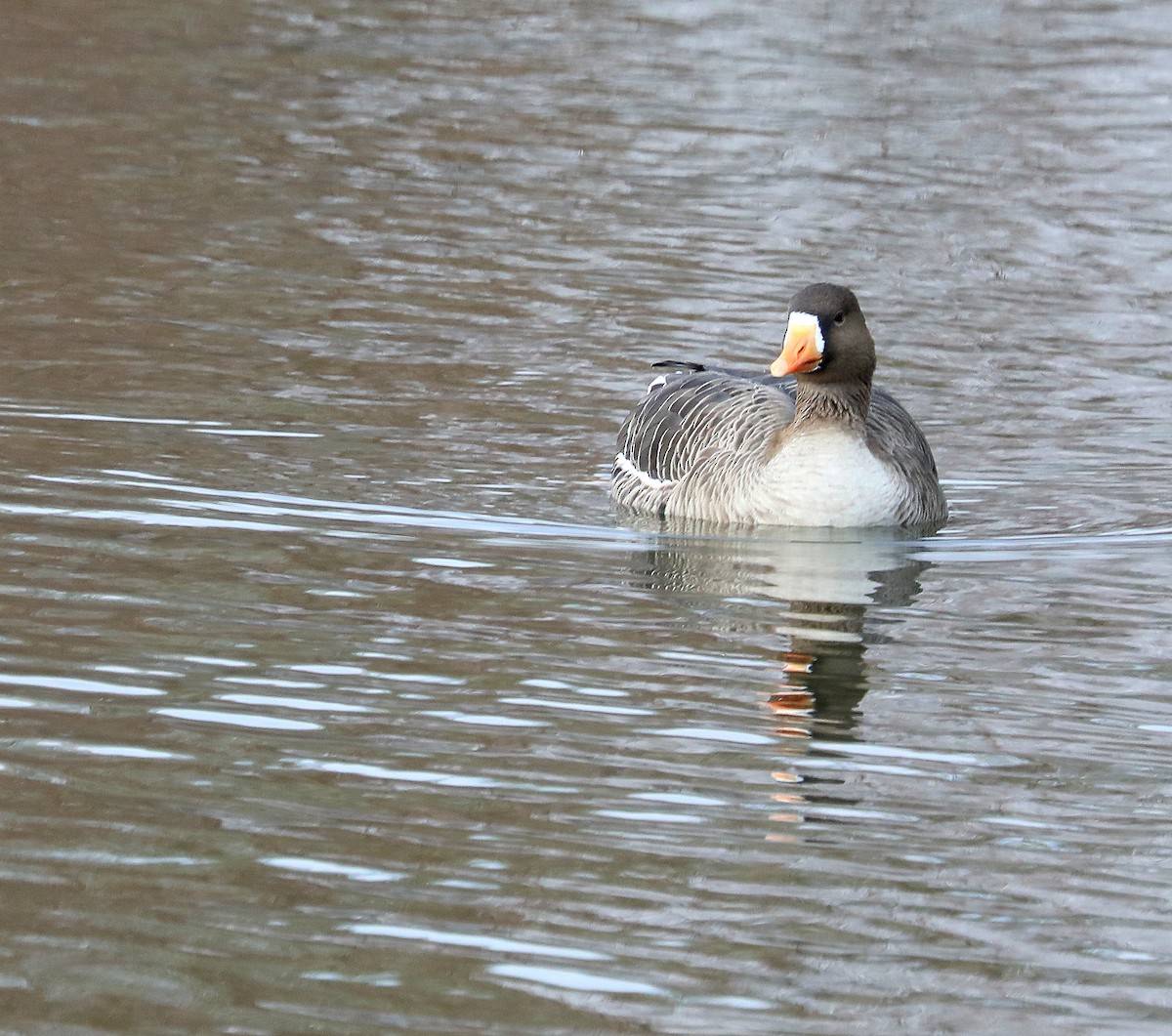 Greater White-fronted Goose - ML646561275