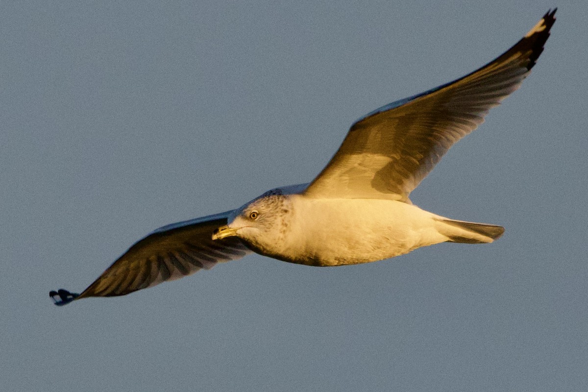 Ring-billed Gull - ML646561277