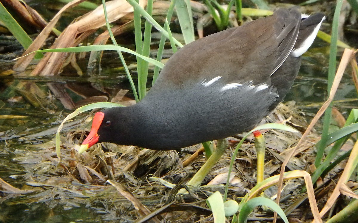 Common Gallinule - ML646561280