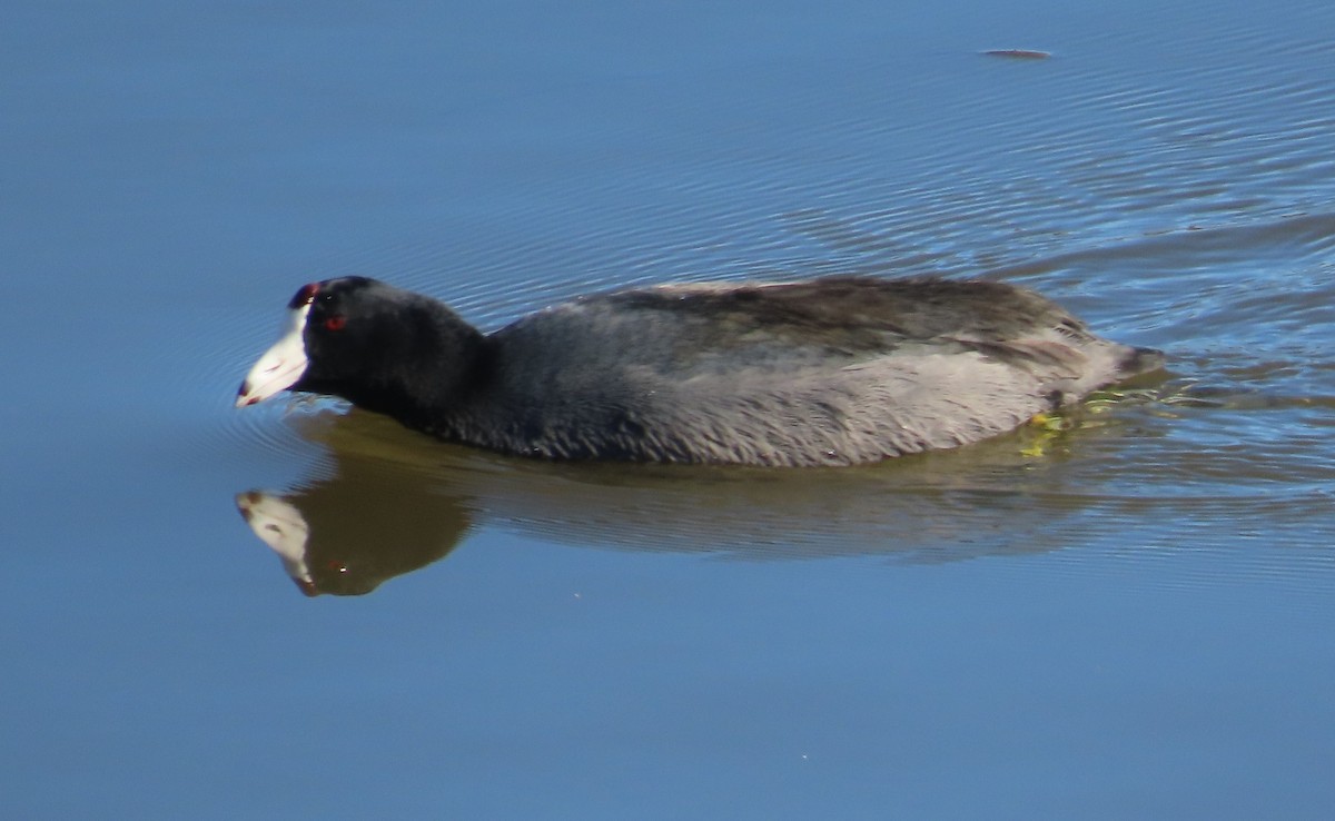 American Coot - ML646561281