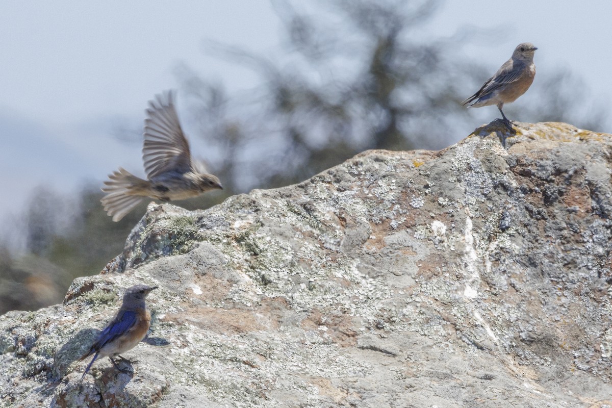 vestblåfugl - ML646561282