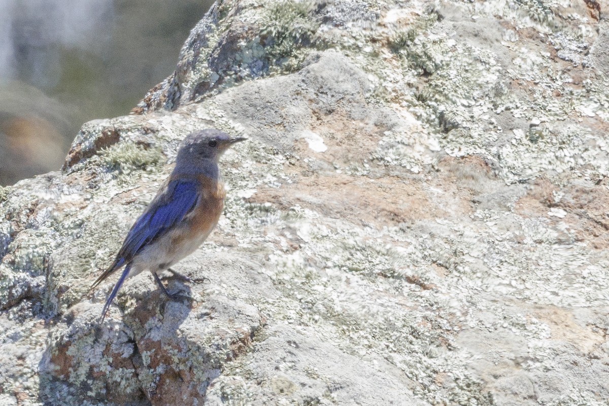 vestblåfugl - ML646561284