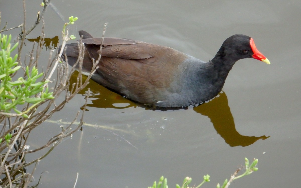 Common Gallinule - ML646561286
