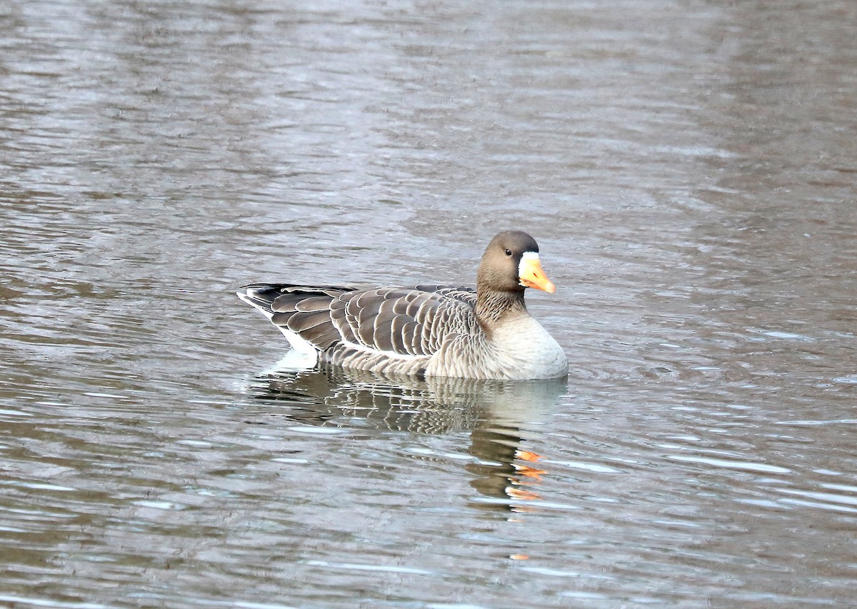 Greater White-fronted Goose - ML646561287