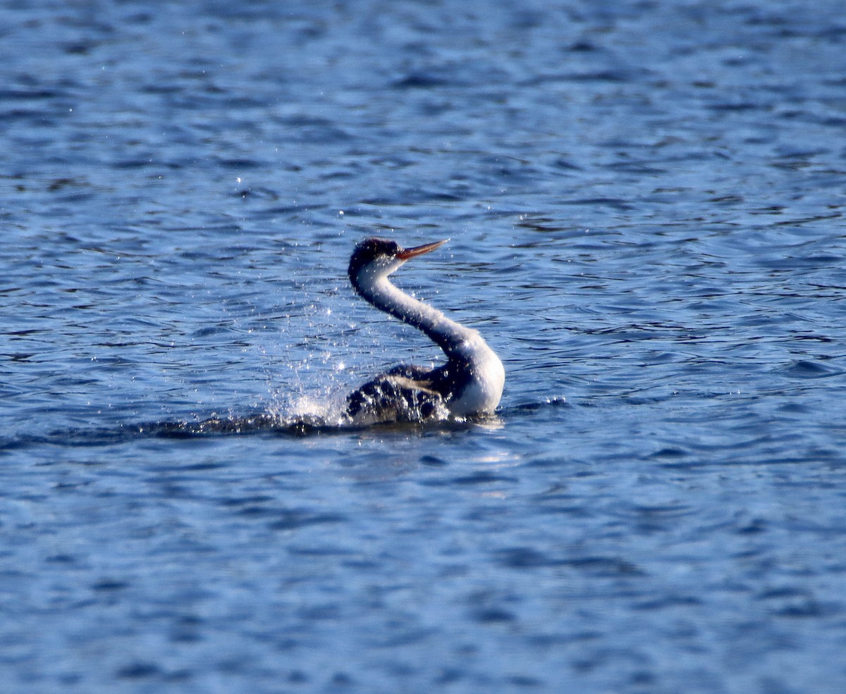 Western Grebe - ML646561289