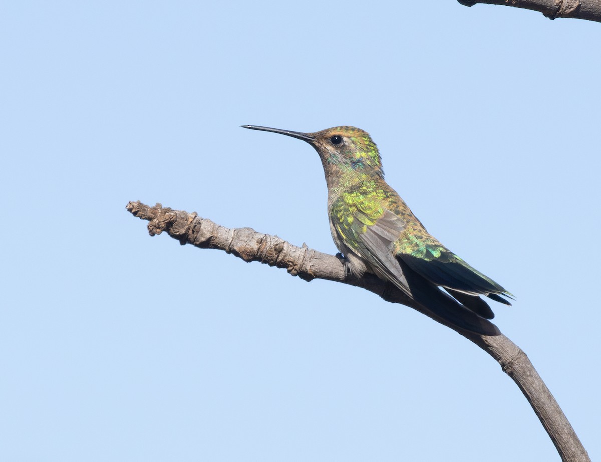 White-vented Violetear - ML646561291