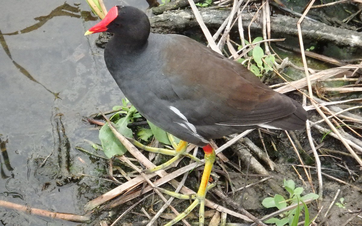 Common Gallinule - ML646561292