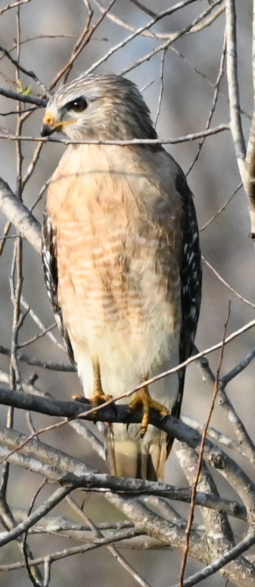 Красноплечий канюк (extimus) - ML646561296