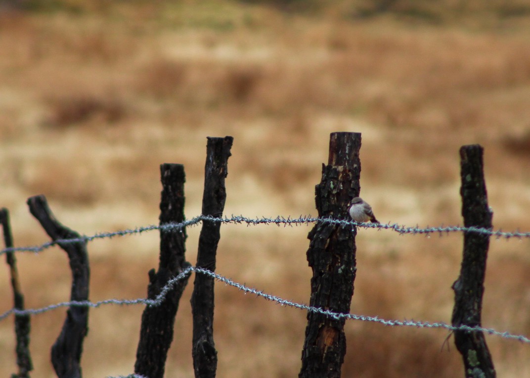 Vermilion Flycatcher - ML646561299