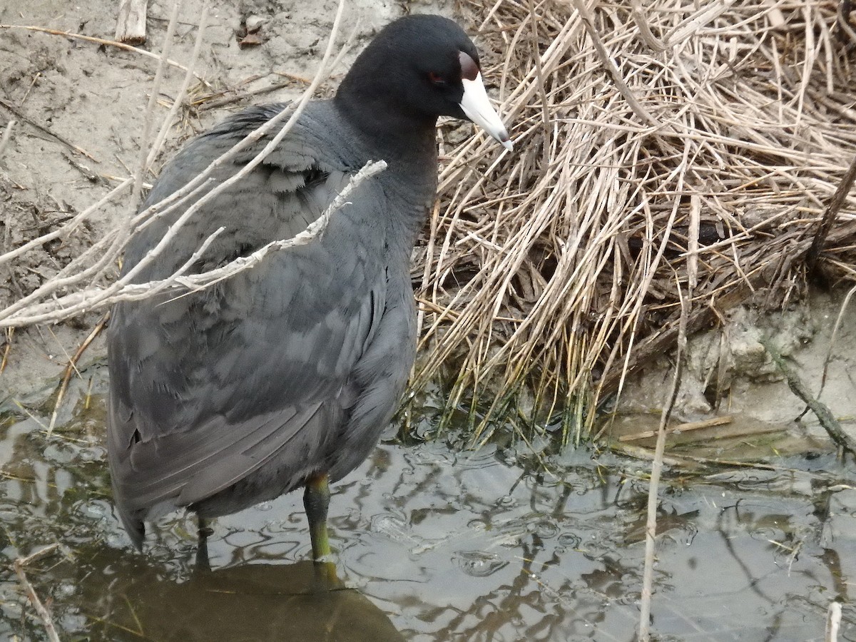 American Coot (Red-shielded) - ML646561300