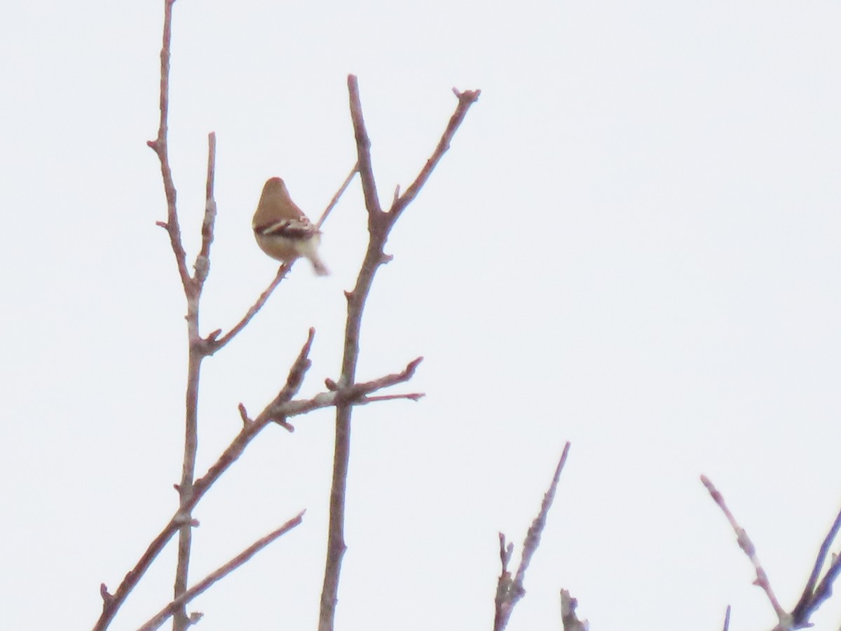 American Goldfinch - ML646561301