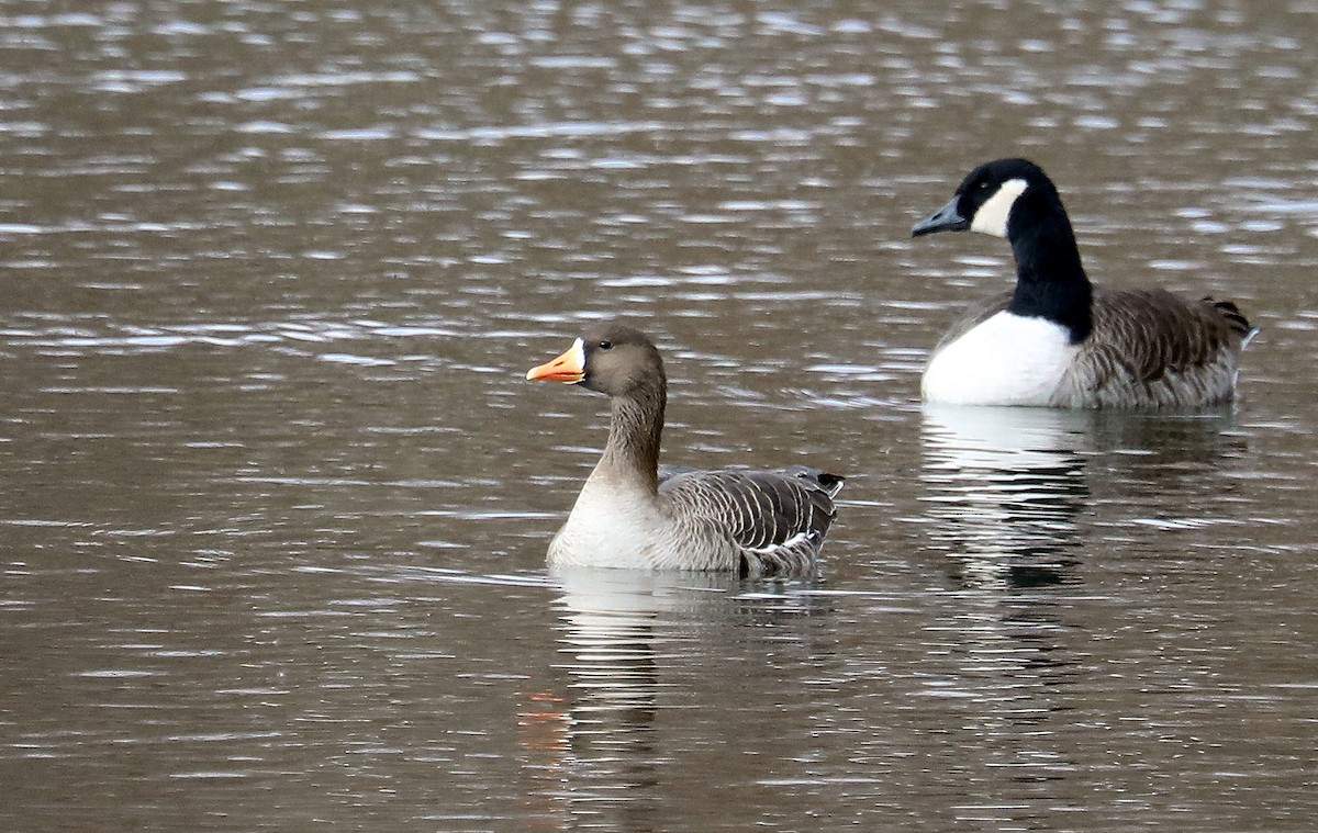 Greater White-fronted Goose - ML646561302