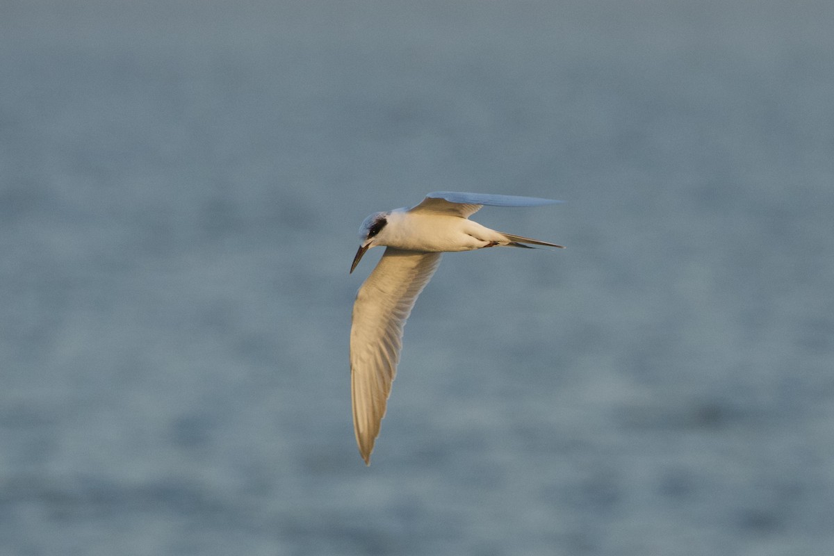 Forster's Tern - ML646561307