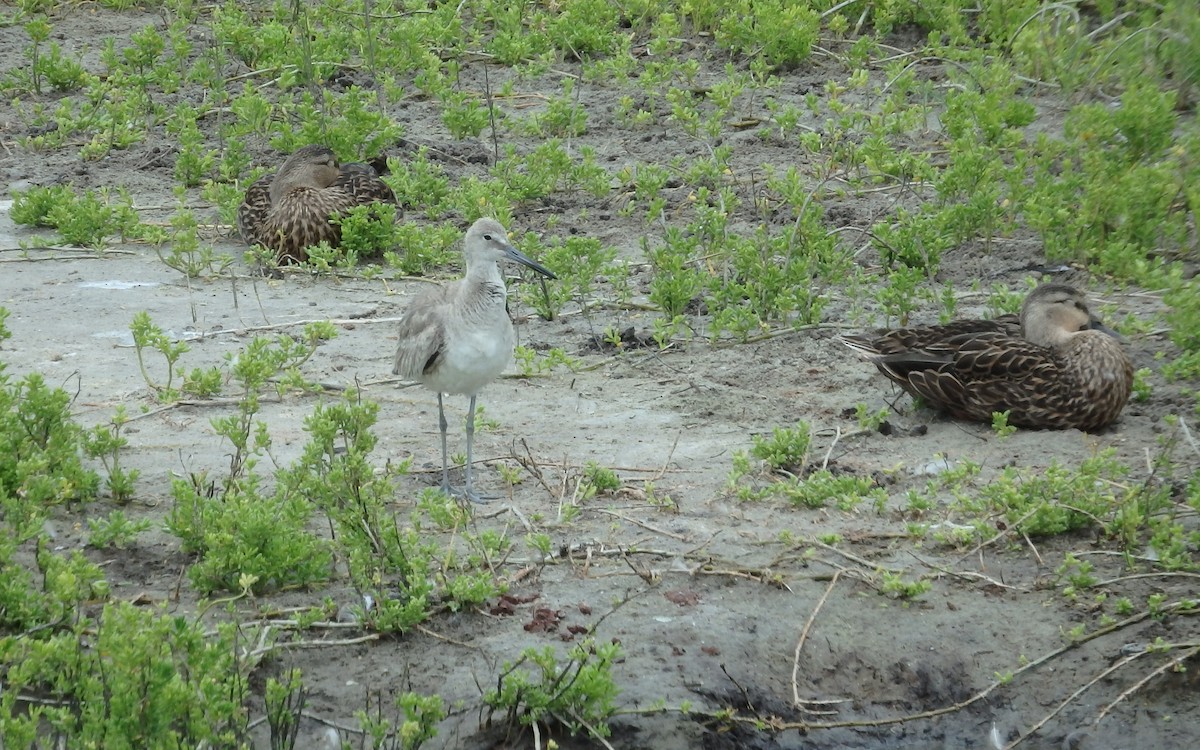 Willet - ML646561308