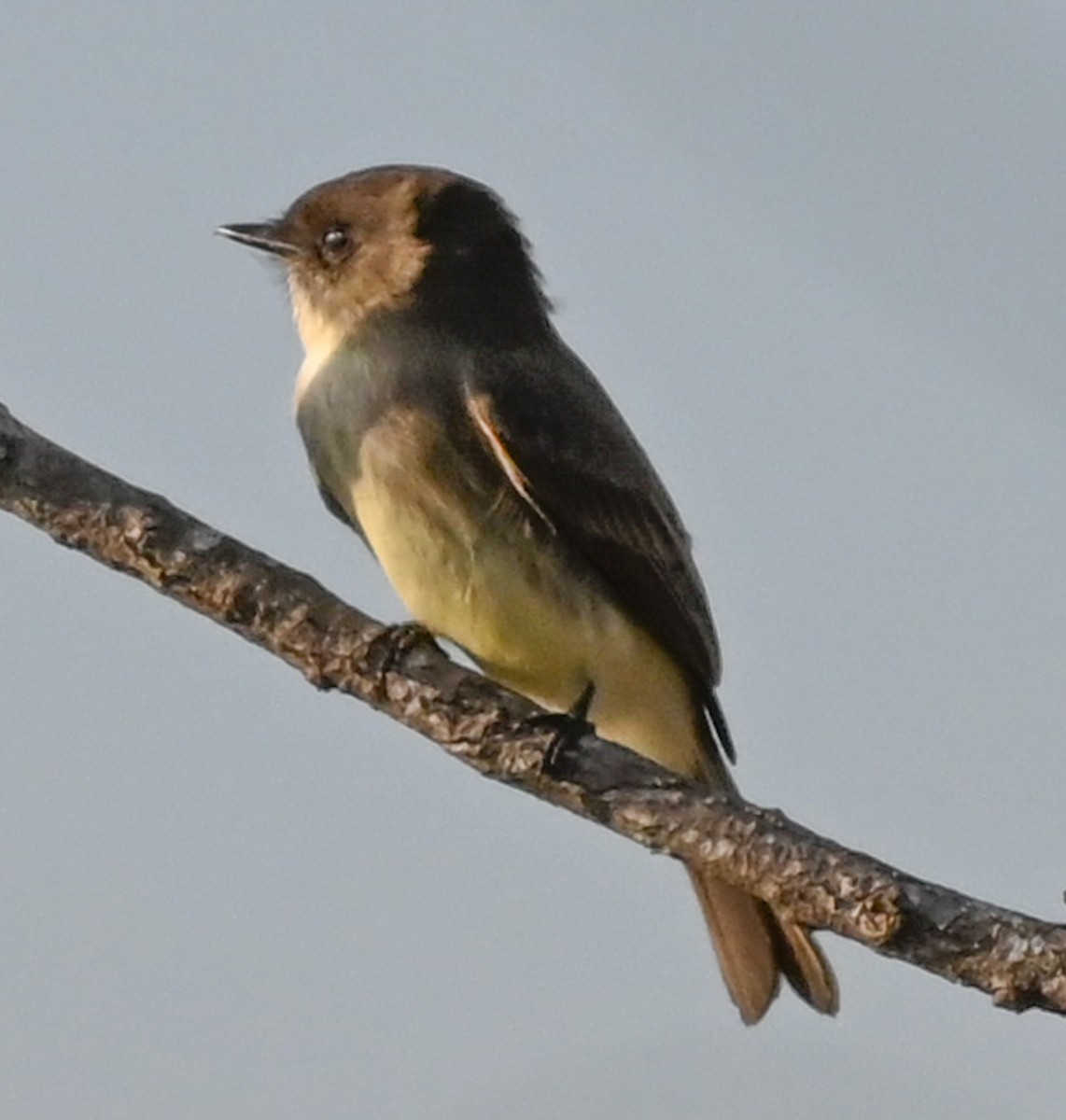 Светлобрюхий фиби - ML646561311