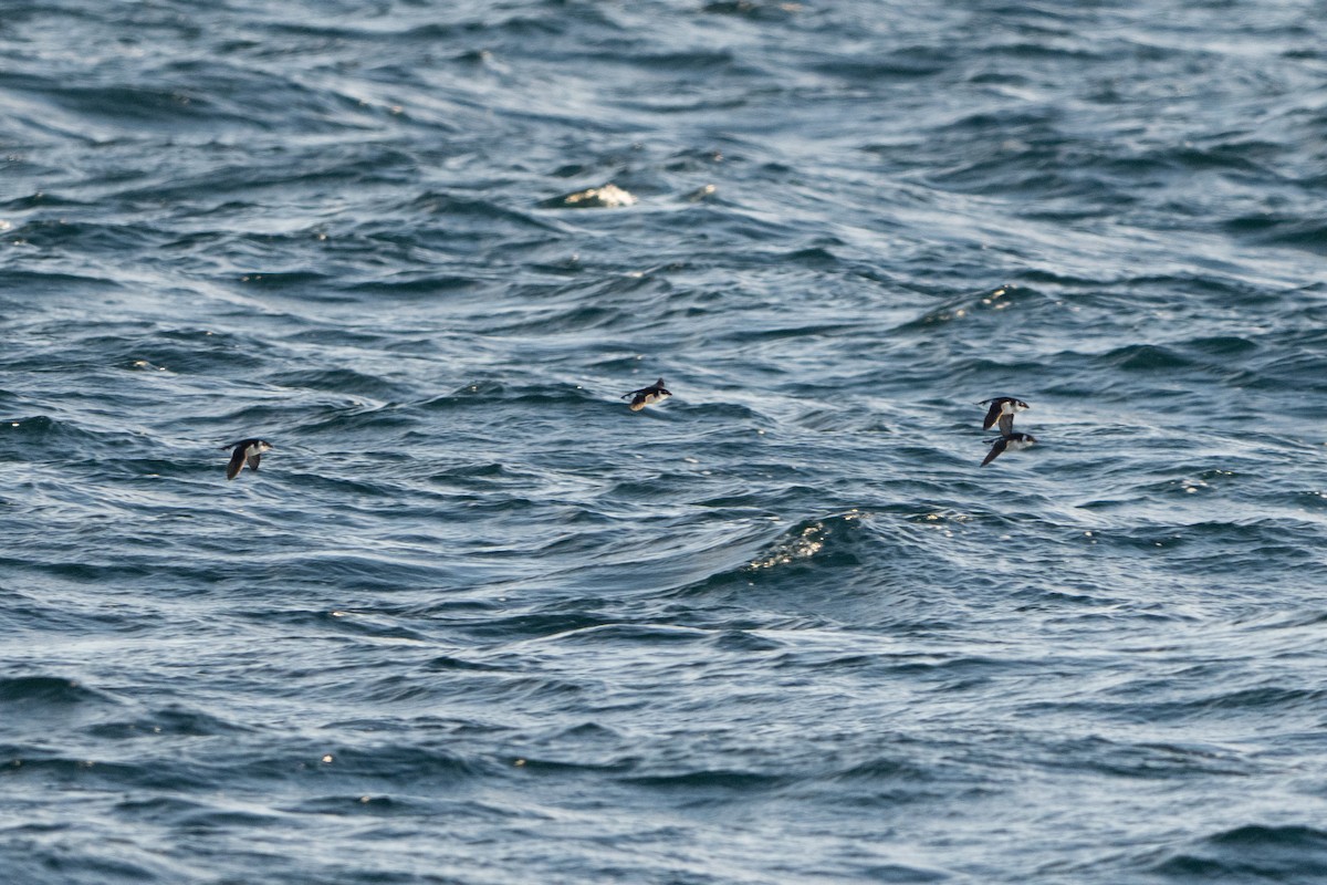 Люрик - ML646561312