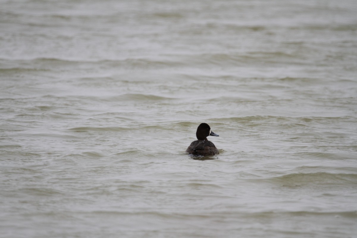 Porrón Bola - ML646561313