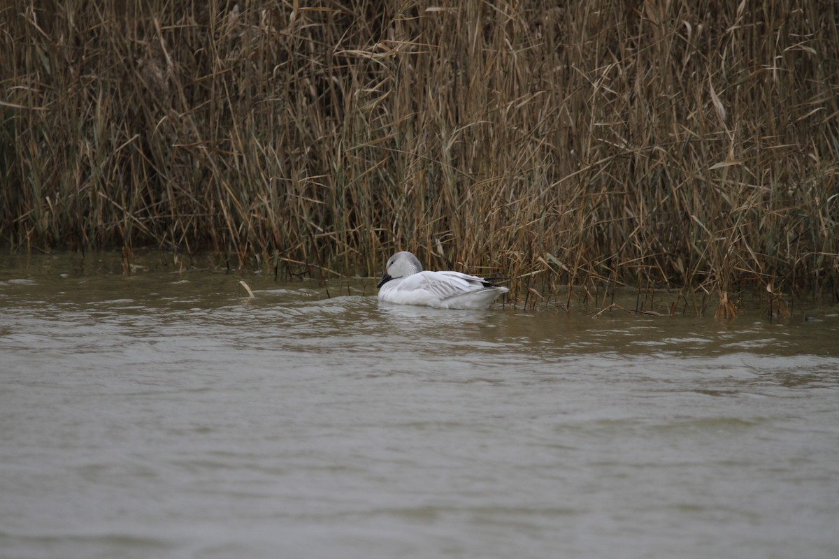 Ánsar Nival - ML646561321