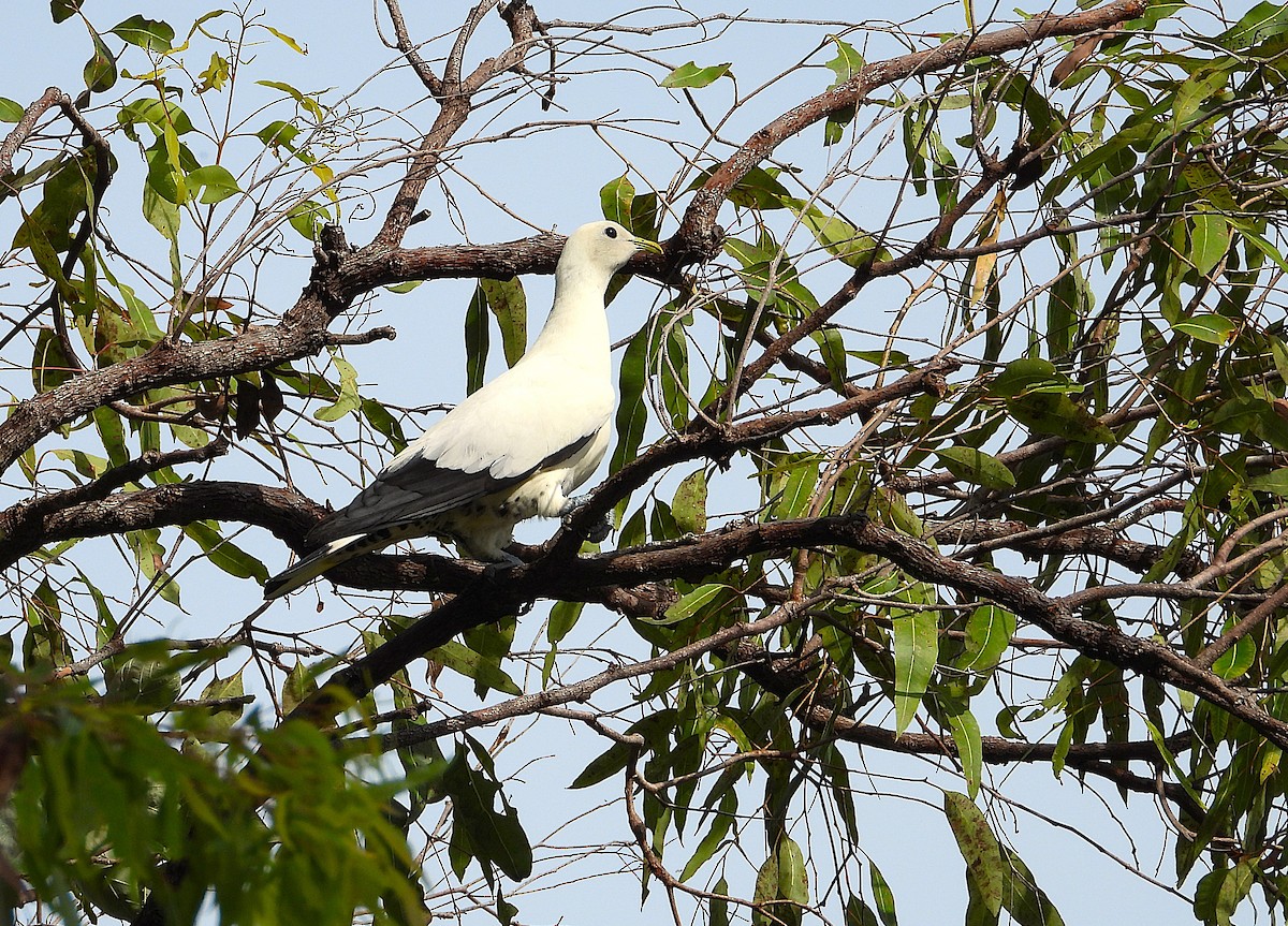Torresian Imperial-Pigeon - ML646561325
