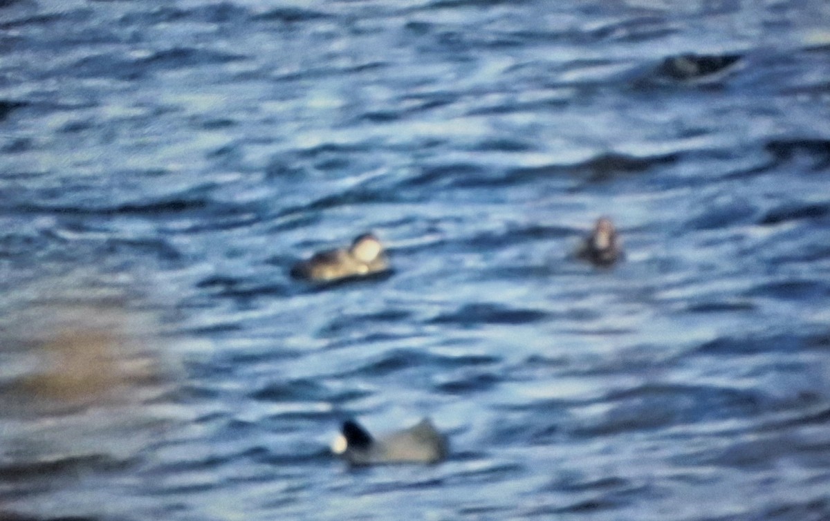 Pazifiktrauerente - ML646561329