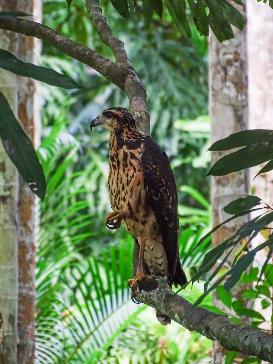 Great Black Hawk - ML646561332