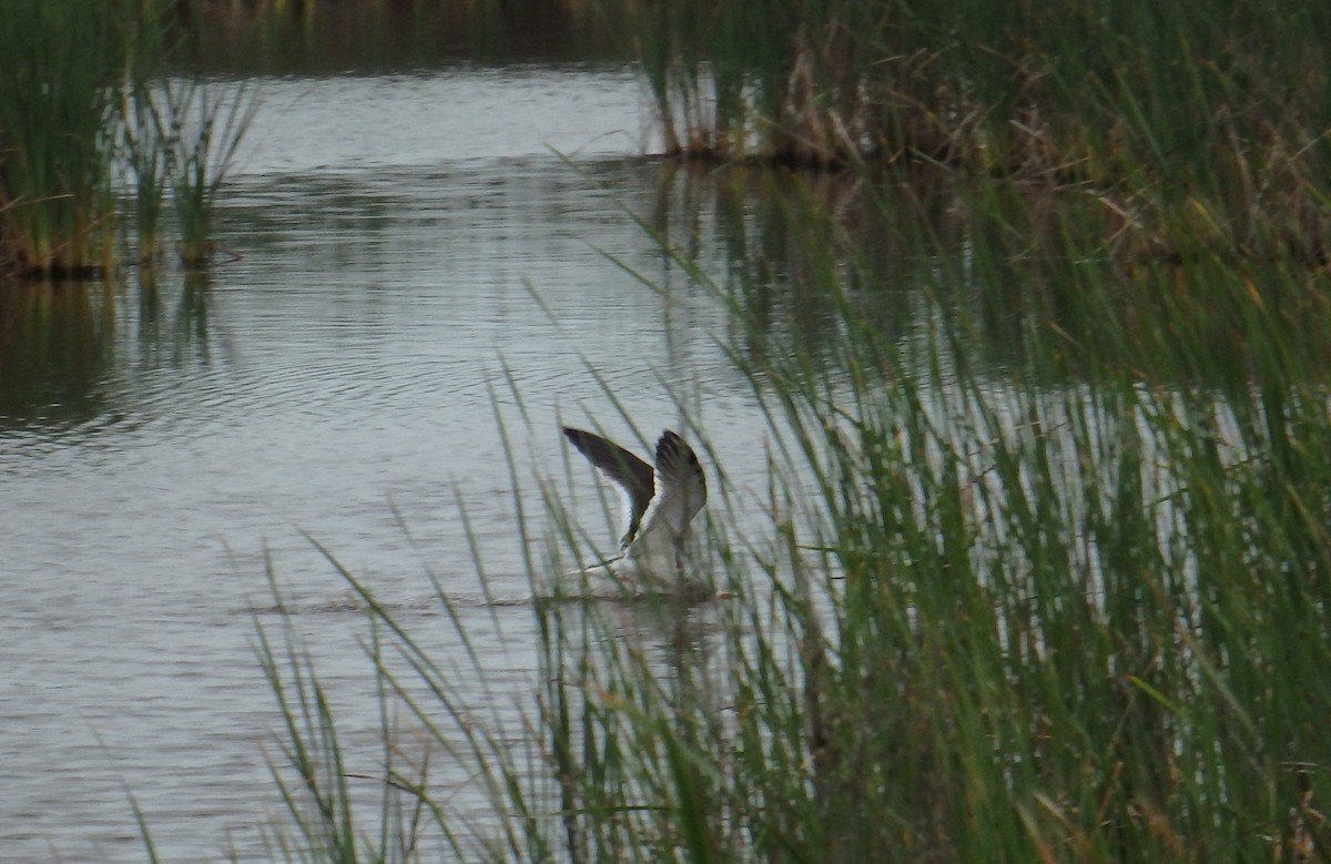 Black Skimmer - ML646561333