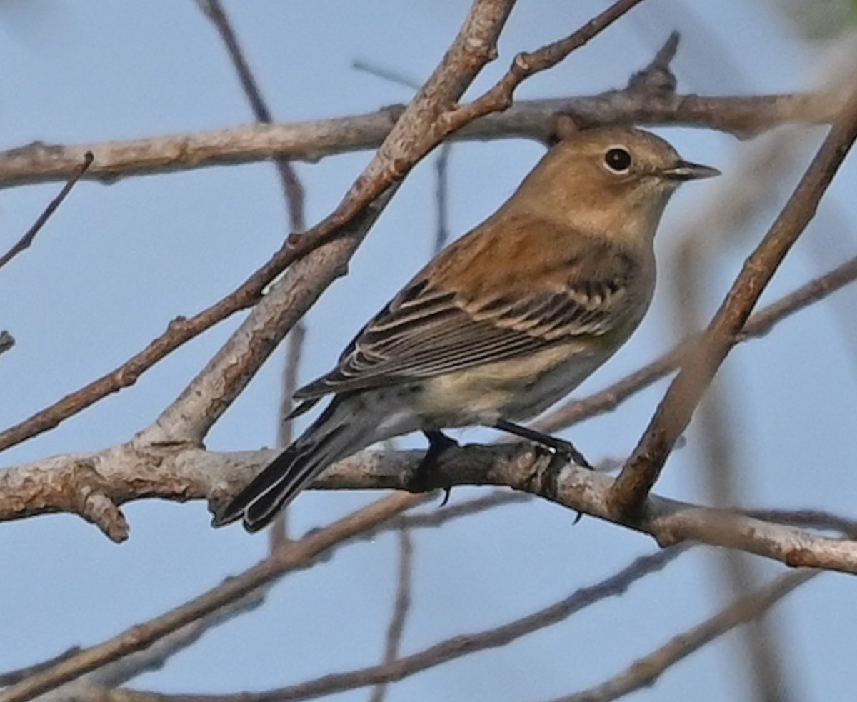 Миртовый певун (coronata) - ML646561338