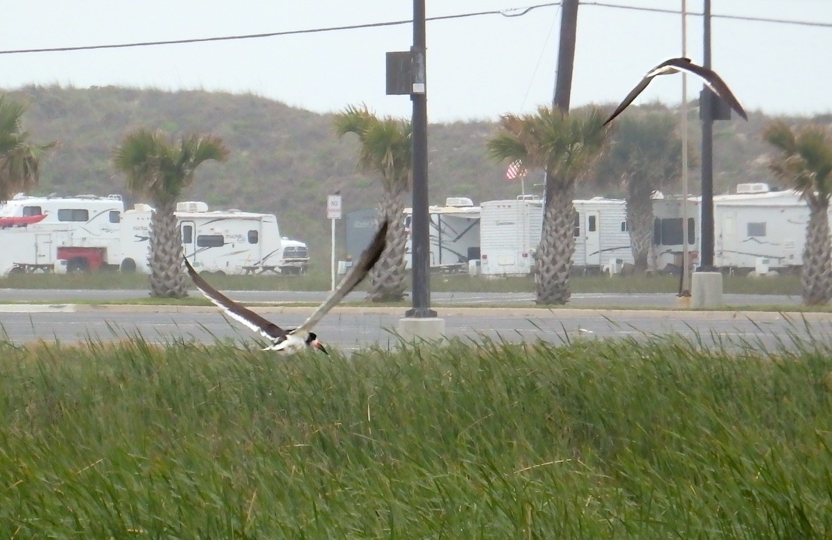 Black Skimmer - ML646561339