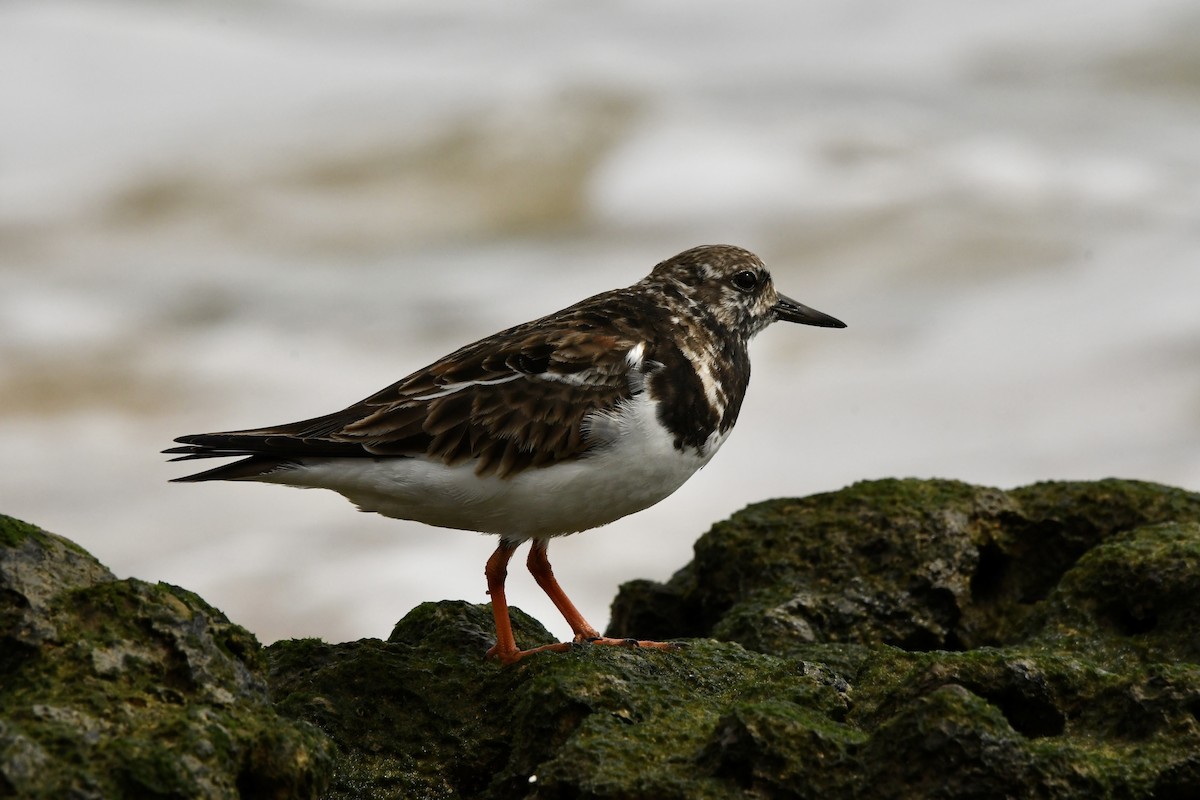 Ruddy Turnstone - ML646561341