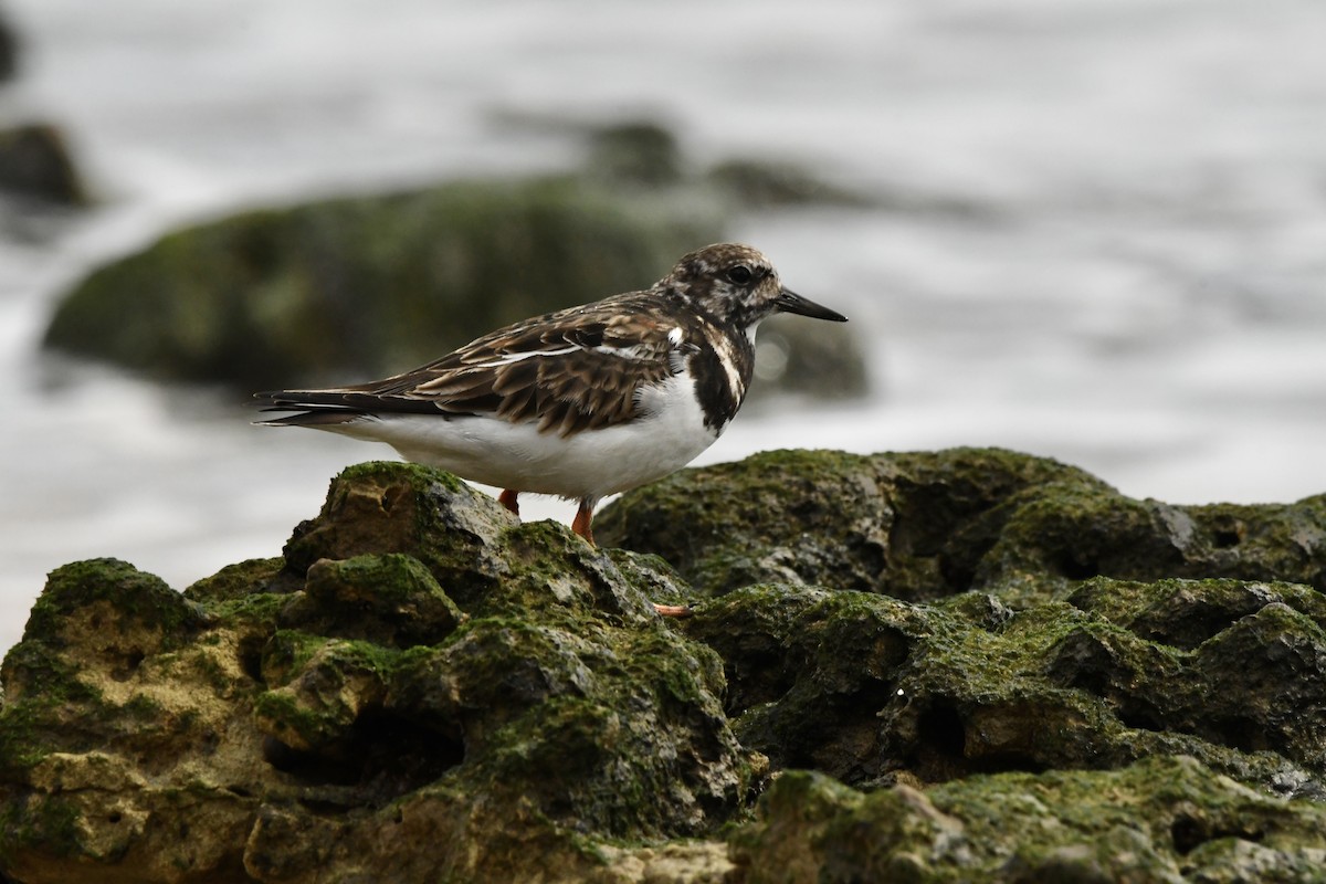 Ruddy Turnstone - ML646561342