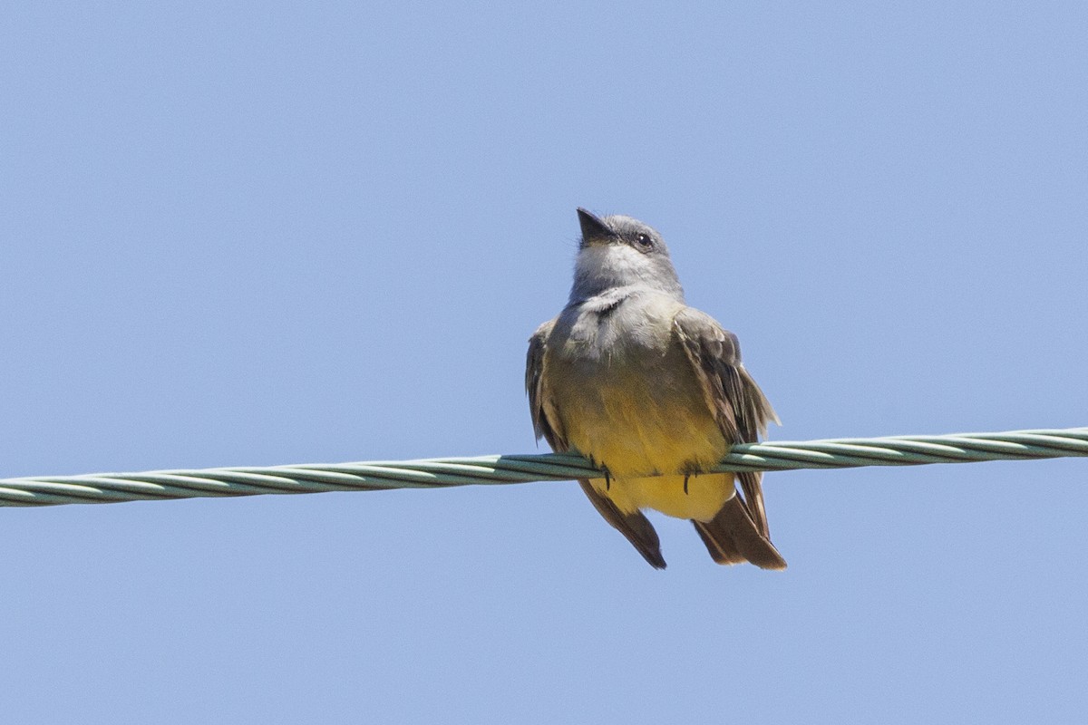 Cassin's Kingbird - ML646561345