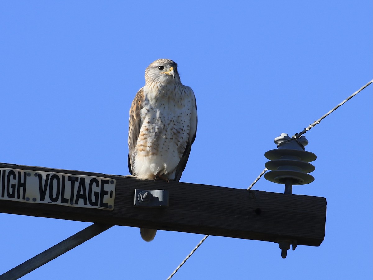 Ferruginous Hawk - ML646561346