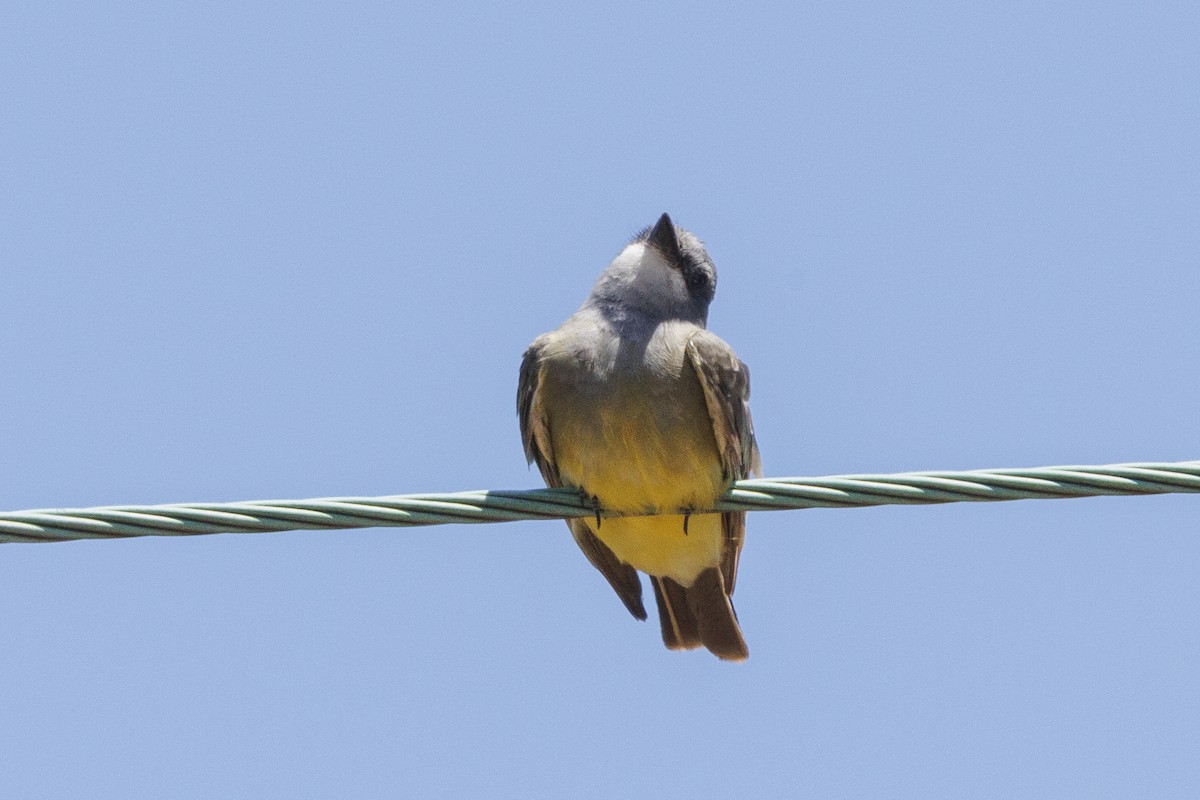 Cassin's Kingbird - ML646561353