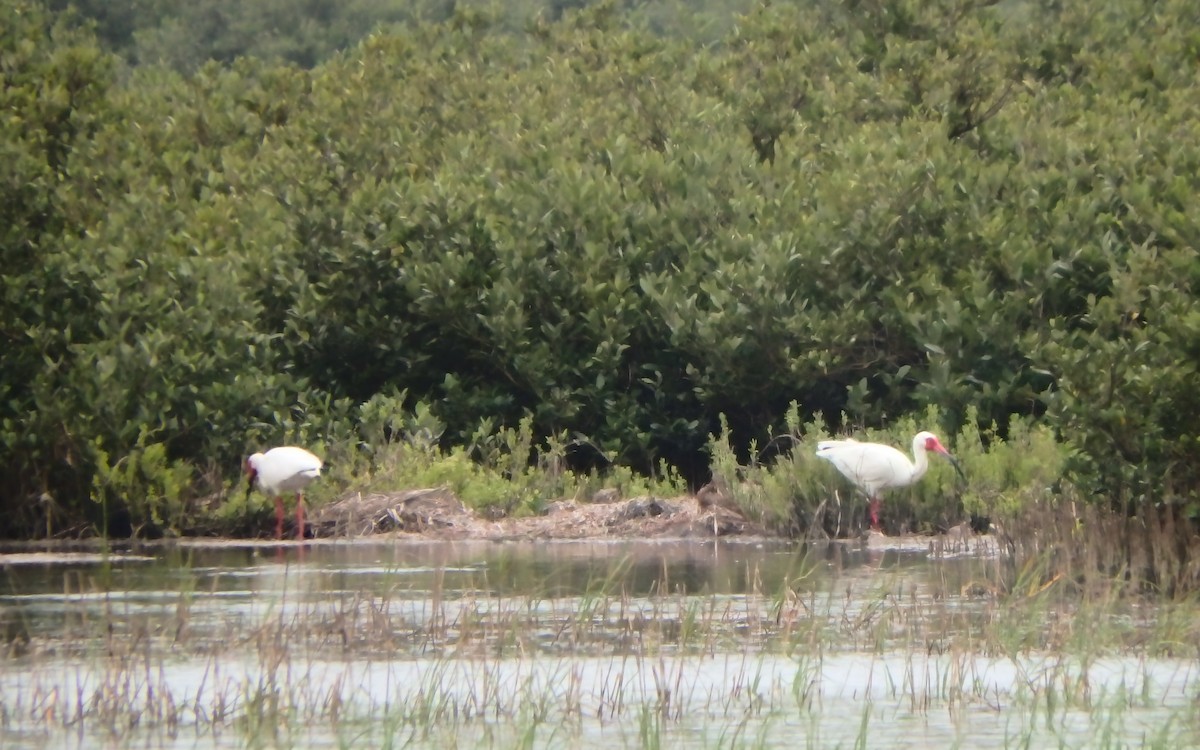 White Ibis - ML646561354