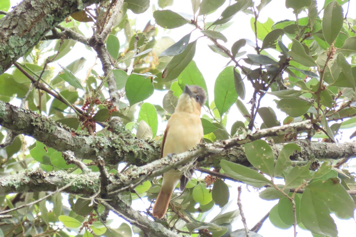 Rose-throated Becard - ML646561357