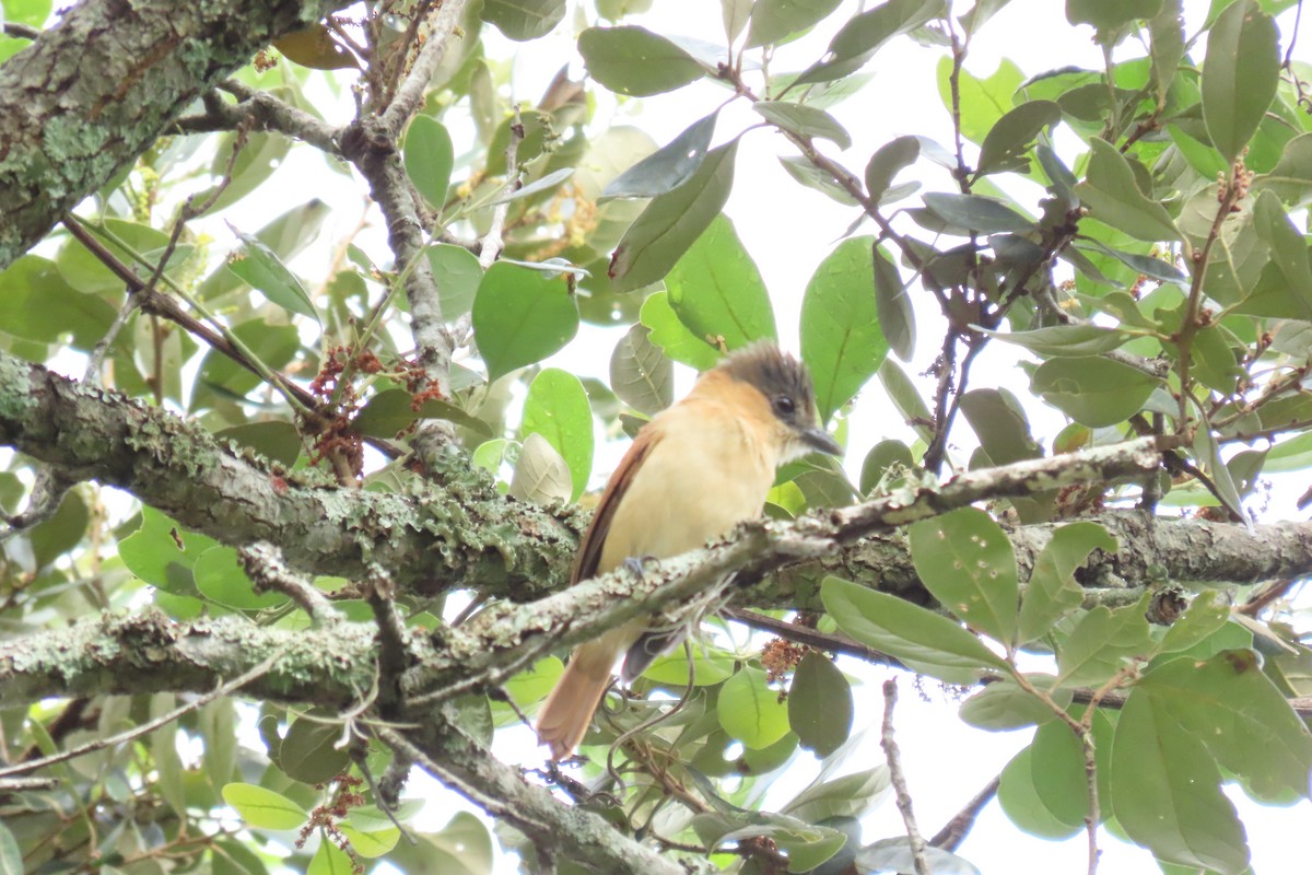 Rose-throated Becard - ML646561358