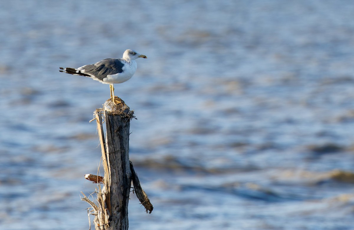 Kara Sırtlı Martı - ML646561359